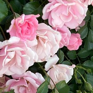 Meet your Posher, Alexia